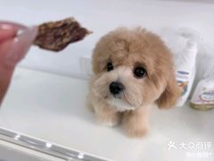 -南京宠物基地·宠物狗宠物猫售卖(南京店)