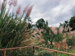 -桤木河湿地公园