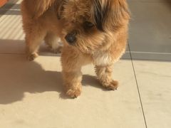 -艾贝尔宠物医院 ·内科全科(梁溪路店)