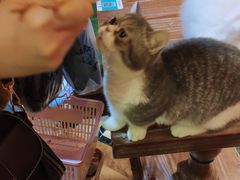 -猫色咖啡·猫咖
