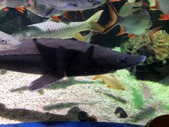 -太平洋海底世界