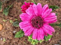 -松山湖梦幻百花洲