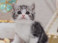 -小猫来了猫舍(福田店)