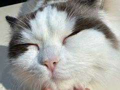 -怪兽屋·羊驼·猫咖·狗咖(俊华广场店)