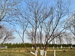 -汉长安城未央宫国家考古遗址公园