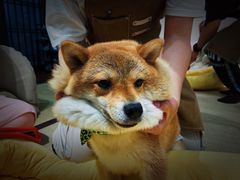 -逗柴咖啡屋·狗咖猫咖宠物桌游