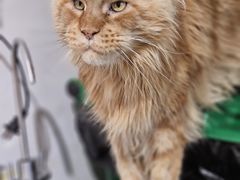 -平行世界·猫咖(首经贸店)