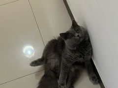 -纳吉亚猫专科动物诊疗中心(蒋宅口分院)