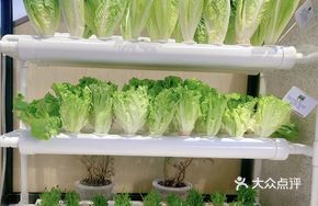 Breakfast Hydroponic Fresh Lettuce