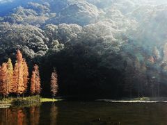 -广州市石门国家森林公园