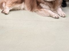 -瑞鹏宠物医院·宠保定点·心脏科·内科(御桥分院)