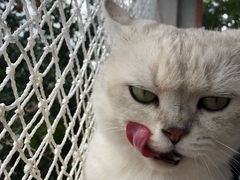 -喵屿·大理花园猫咖