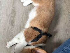 -浣熊柯尔鸭土拨鼠·电玩咖