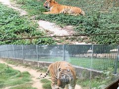 -东莞香市动物园