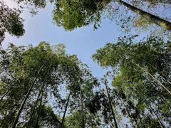 -宁波浙东大竹海景区