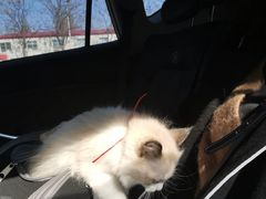 -李小姐の猫咖啡馆(五角场店)