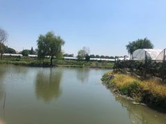 -马陆小张葡萄园农家乐