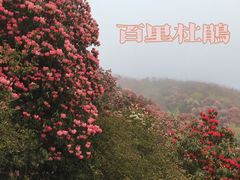 -贵州百里杜鹃风景名胜区