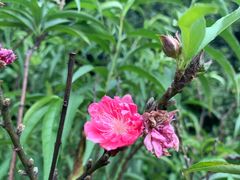 -南国桃园旅游度假区