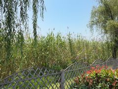 -西京湾花海