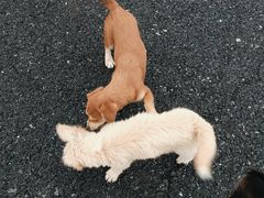 -DQ·蛋糕·冰淇淋(民勇嘉泰店)