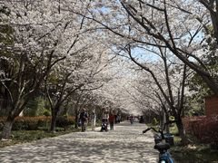 -高东镇樱花园