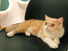 -飞行喵MR PILOT|猫舍·猫咖(静安大融城店)