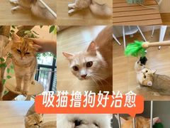 -唐小姐の私宠·宠物洗护美容·撸猫馆·购宠(周浦万达旗舰店)