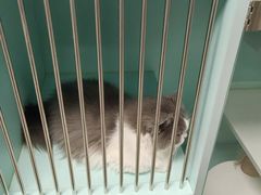 -猫宠乐园·专业洗护