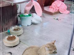 -宠物世家(仲盛世界商城店)
