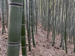 -上海佘山国家森林公园天马山园