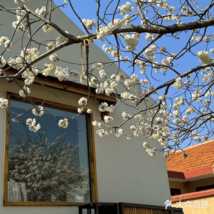 青岛崂山｜这家咖啡店的花开疯了🌬️