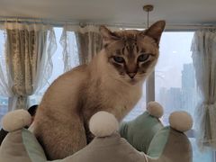 -共舞时光猫咖·狗咖(新街口店)