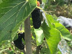 紫色桑葚-南京小时候桑葚采摘园