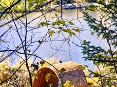 -五营红松林海景区