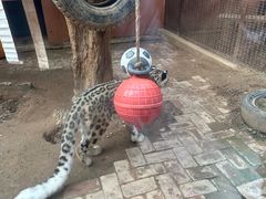 -青藏高原野生动物园