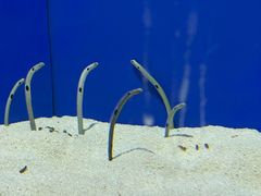 -上海海洋水族馆