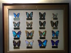 -上海昆虫博物馆