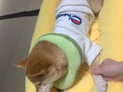 -逗柴咖啡屋·狗咖猫咖宠物桌游