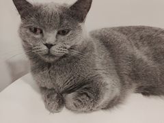 -三花喵·撸猫购宠·宠物生活馆(虹桥南丰城店)