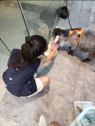 -神奇动物撸宠馆·羊驼·小浣熊·异宠(豫园店)