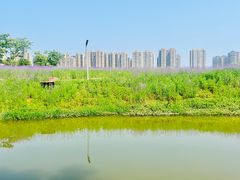 -洋湖国家湿地公园