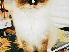 -平行世界·猫咖(首经贸店)