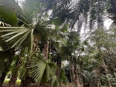 -中国科学院西双版纳热带植物园