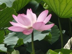 -莲池书院博物馆