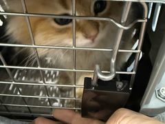 -宠爱国际动物医院·消化内科·心肾内科·ISFM猫友好(望京店)
