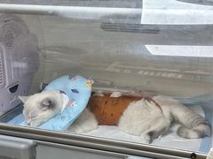 -中农大我爱我爱24h动物医院·中医针灸·猫专科·骨科医疗中心(双井店)