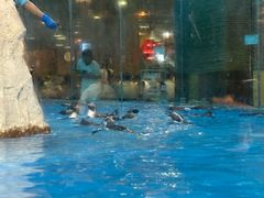 -帝企鹅自助餐厅•儿童岛•真企鹅(长隆企鹅酒店)