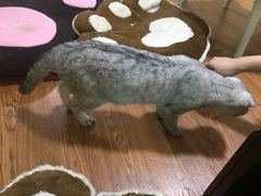 -李小姐の猫咖啡馆(五角场店)