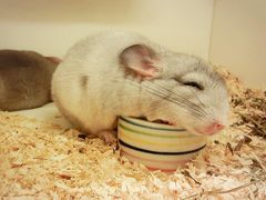 龙猫-龙猫仔乐园(惠福东路店)